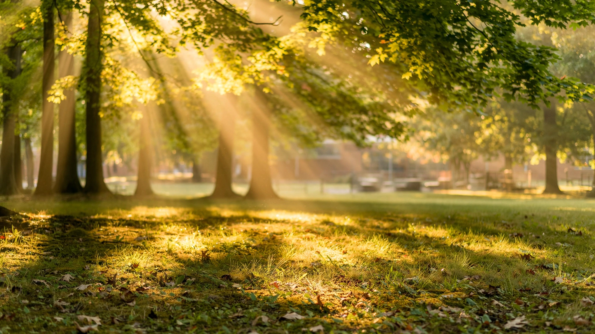 Bright sunlight streaming through tall trees onto a grassy schoolyard